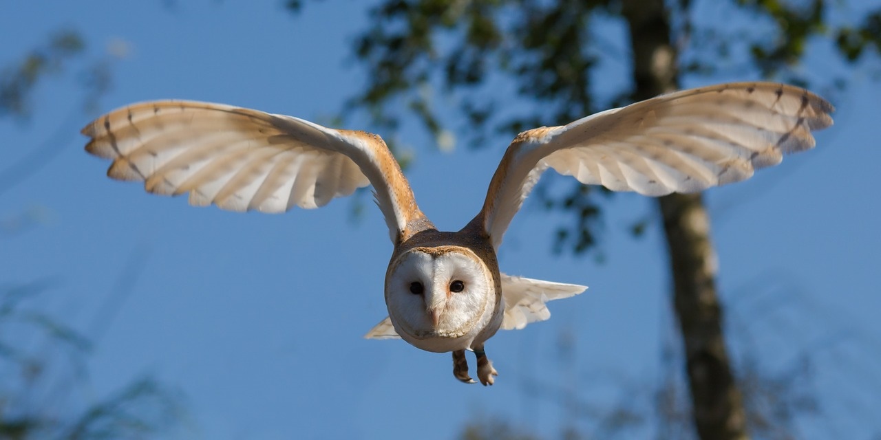 barn-owl-1107397 1280 barn-owl-1107397 1280